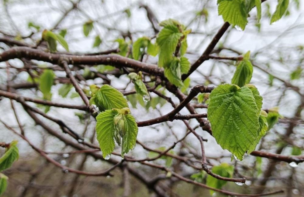 Ordu’da orta ve yüksek