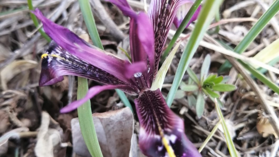 Kır navruzu (Iris farashae),