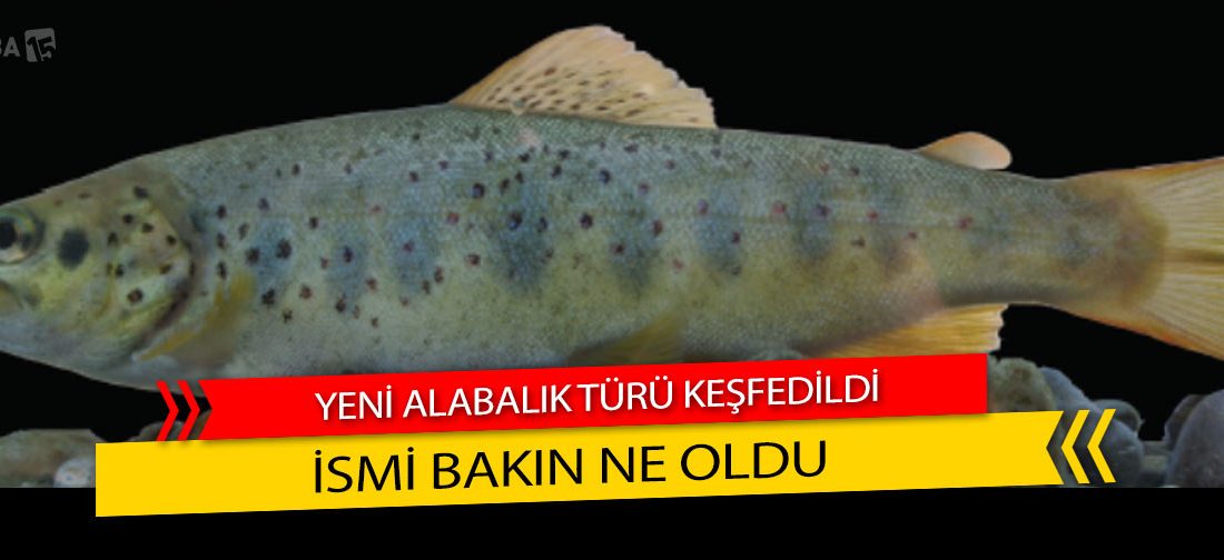 Yeni Alabalık Türü Keşfedildi