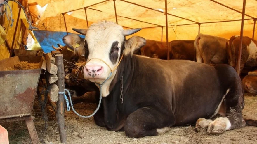 Kurban kesim ücretine vatandaşlardan