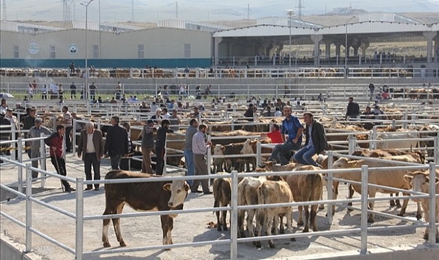   Ardahan’da kurbanlık