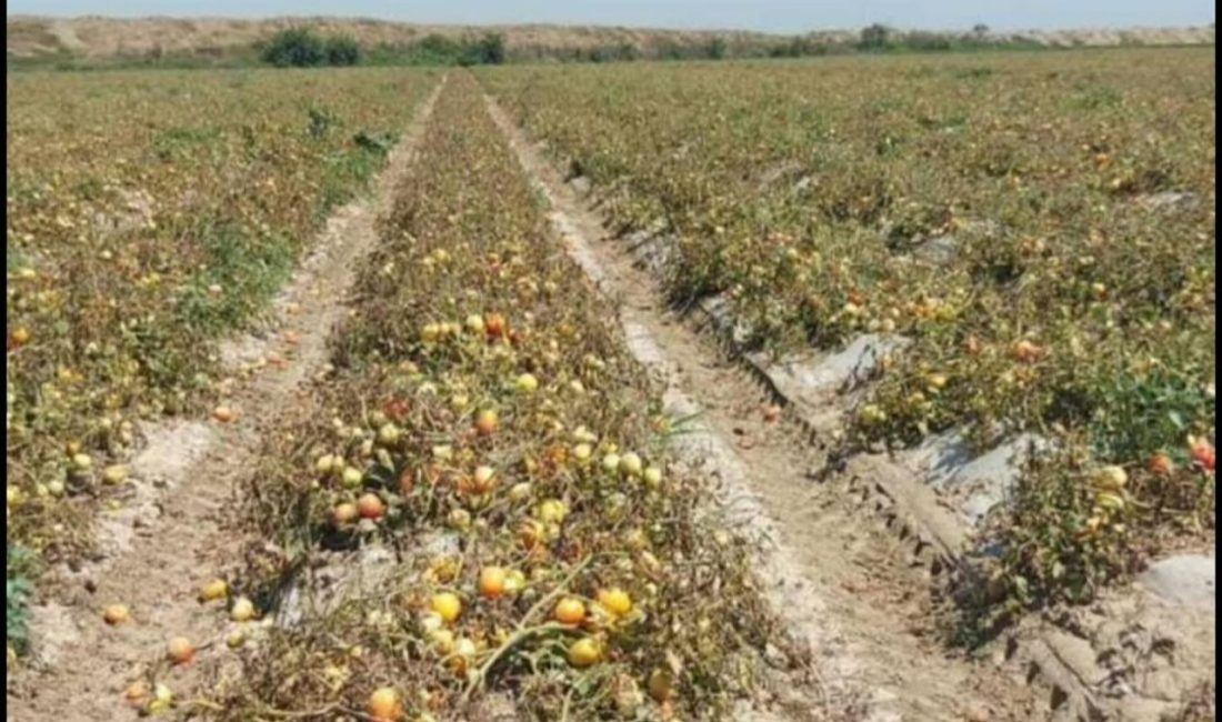 Çukurova’da sıcaklar zirvede; sebze