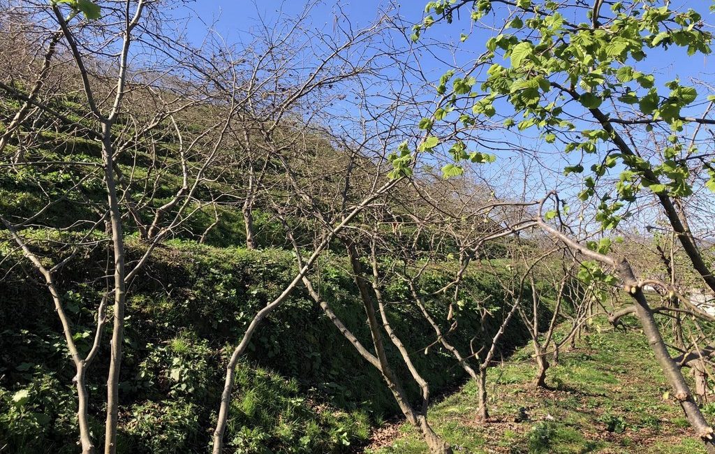 Giresun Gençlik Derneği “Fındık