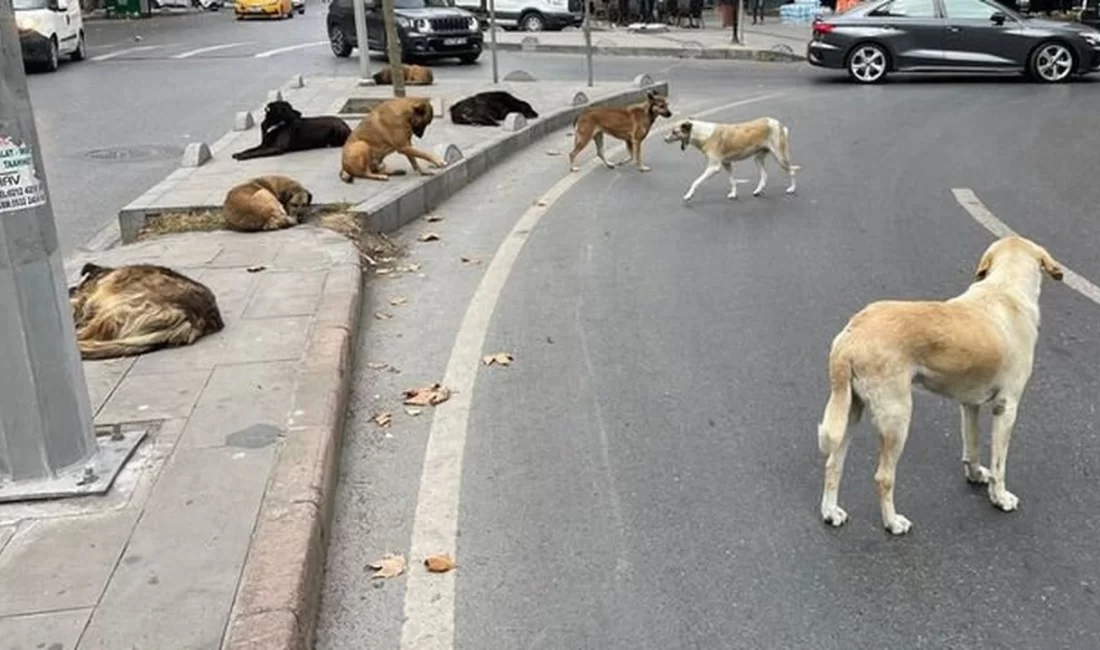 Başıboş köpeklere yönelik yasa