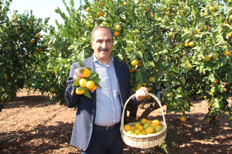 İhracatçı istedi, TARSİM mandalinanın