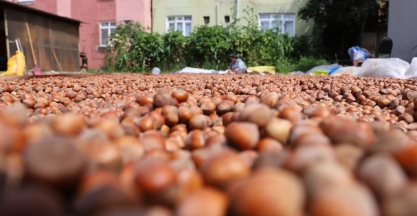 Fındık Tarım Satış Kooperatifleri