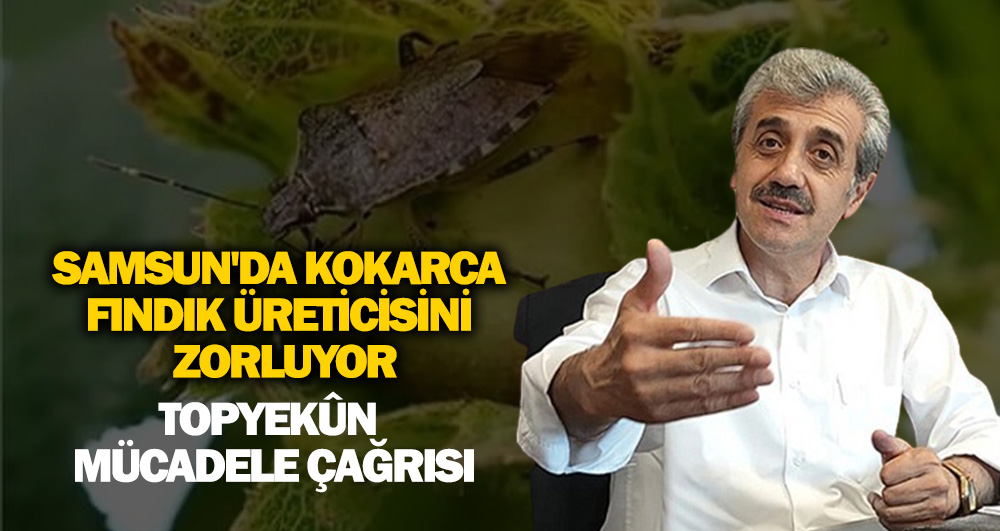 Samsun’da Kokarca Fındık Üreticisini Zorluyor: Topyekûn Mücadele Çağrısı